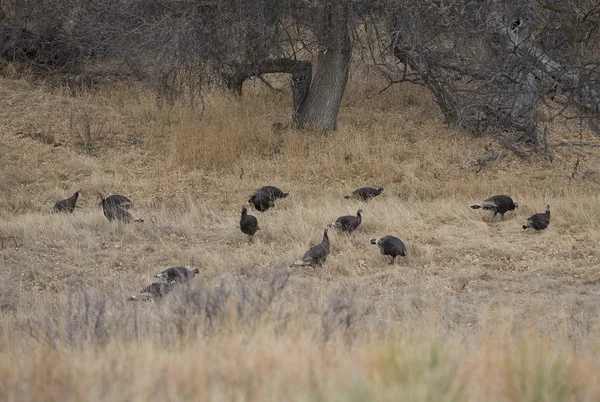 Wild turkeys in a field — Stock Photo, Image