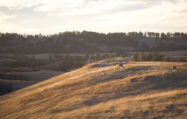 Grazing sundown with deer — Stock Photo, Image