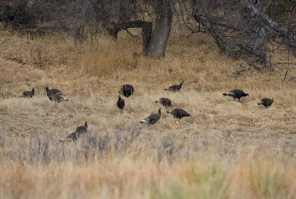 Wild flock of turkeys — Stock Photo, Image