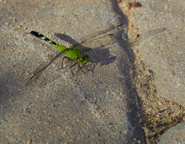 Libélula nos tijolos — Fotografia de Stock