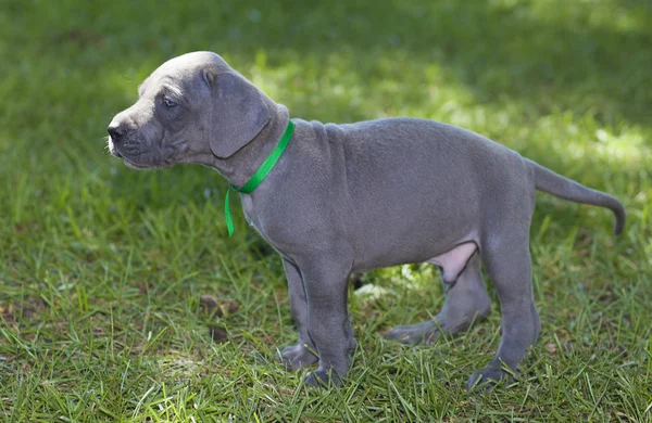 Puppy on the grass — Stock Photo, Image