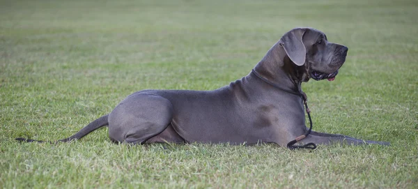 Dog niemiecki na trawie — Zdjęcie stockowe