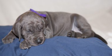 Uyuyordu Danua köpek yavrusu