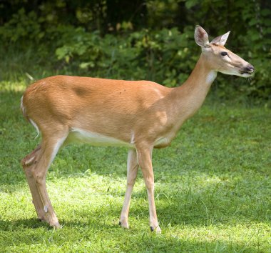 Böcek tarafından çevrili geyik