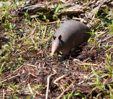 Armadillo bir yürüyüş için gidiyor