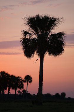 Florida sabah bir palmiye ağacı ile