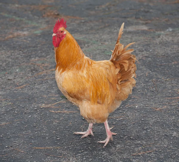 Πορτοκαλί κοτόπουλο κόκορας — Φωτογραφία Αρχείου