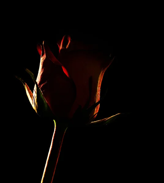 红玫瑰剪影 — 图库照片
