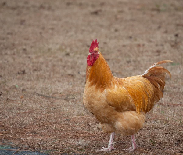 Orangener Hühnerhahn — Stockfoto