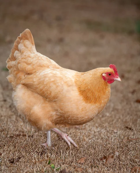 Гуляющая курица — стоковое фото