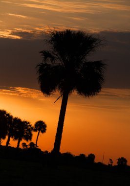 Gündoğumunda yalnız ağaç