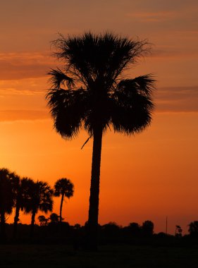 Florida palmiye ağacı gündoğumu