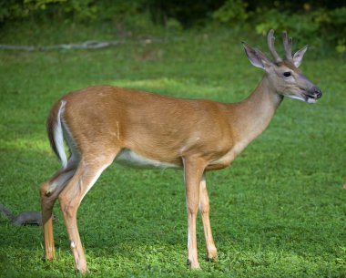 Genç whitetail buck