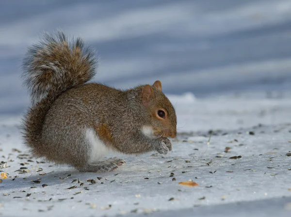 Kallt väder ekorre — Stockfoto