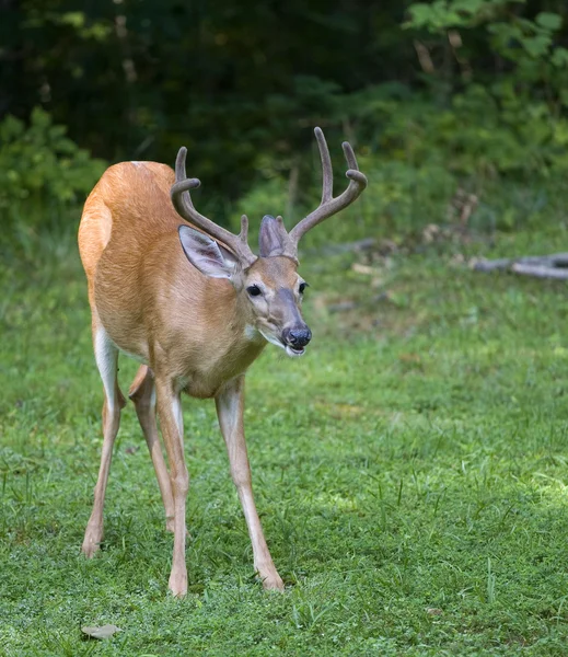 Ohyb whitetail buck — Stock fotografie