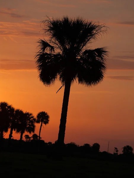 Rano palmy — Zdjęcie stockowe
