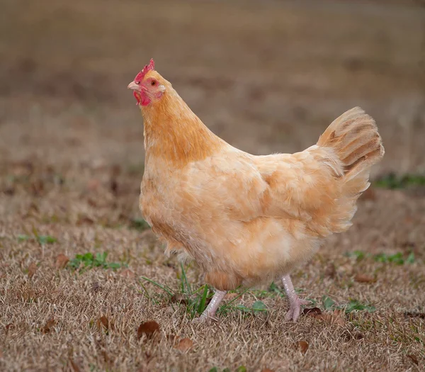 Hühnerhuhn spazieren — Stockfoto