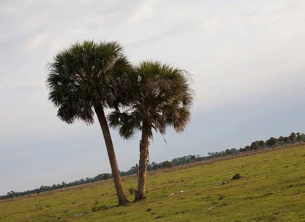 Самотня пара пальм — стокове фото