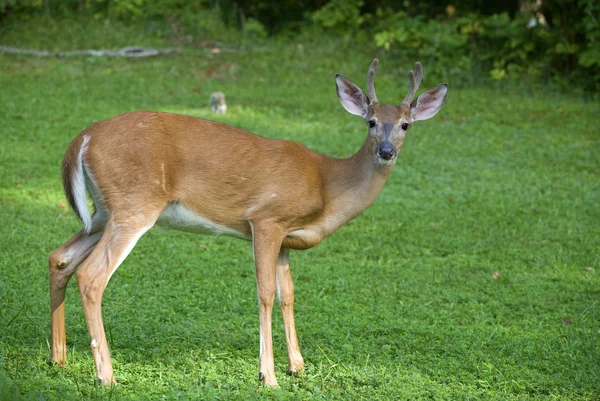 Staring whitetail buck — Zdjęcie stockowe