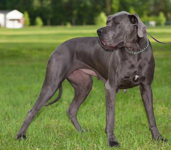 Rasechte Great Dane — Stockfoto