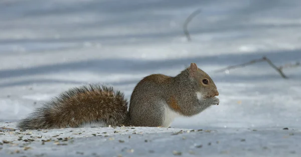 겨울에 나무 다람쥐 — 스톡 사진