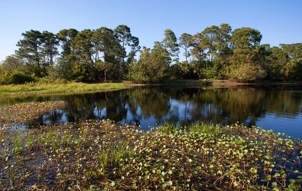 Małe jeziora na Florydzie — Zdjęcie stockowe