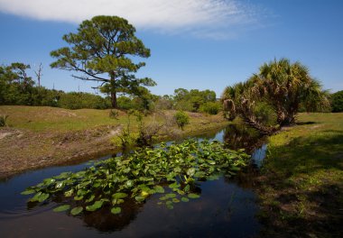 Florida yavaş akış