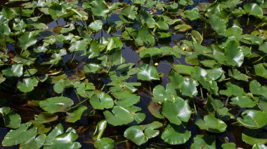 Zambak yastıkları Florida