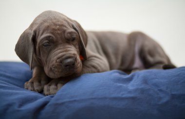 Uykulu Danua köpek yavrusu