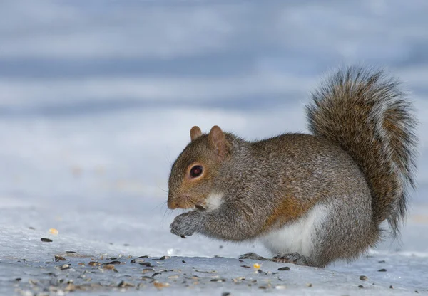 Bowing squirrel on ice — Stock Photo, Image