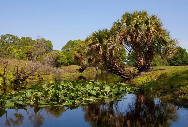 Almofadas Lily em Florida — Fotografia de Stock