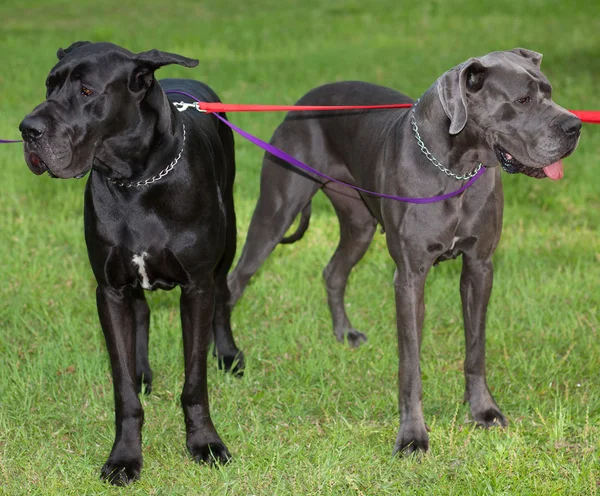 Doggen in verschillende richtingen kijken — Stockfoto