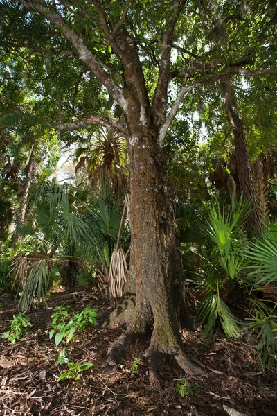 플로리다에 있는 오래 된 나무 — 스톡 사진