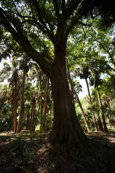 플로리다에서 어두운 나무 — 스톡 사진