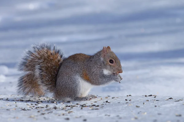 Eerbiedig eekhoorn op het ijs — Stockfoto