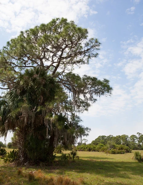 Grande árvore na Flórida — Fotografia de Stock