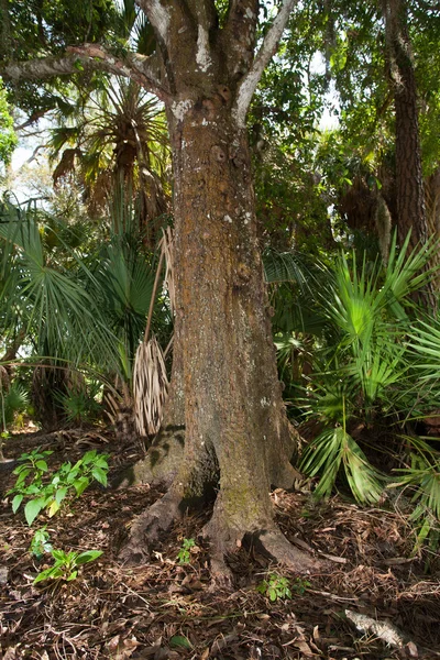 Seltsamer Baum in Florida — Stockfoto
