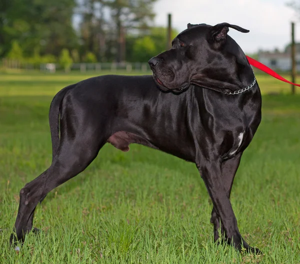 Zwarte great dane — Stockfoto