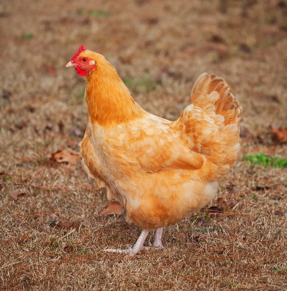 Orangenhuhn — Stockfoto