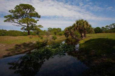 Florida'nın karanlık su