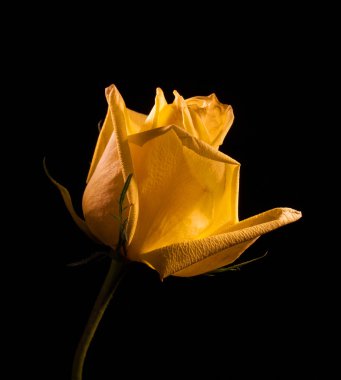 Siyah arkaplanda gül