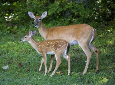 Sabah yürüyüş whitetail geyik için