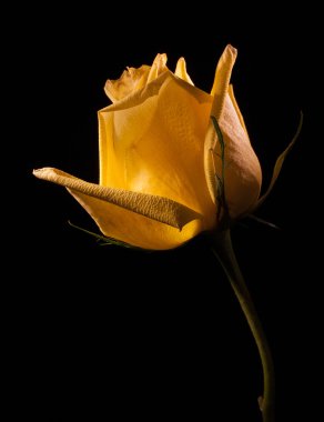 Rose profile on black