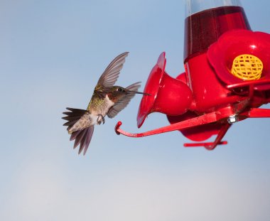 Yemek vakti için sinek kuşu