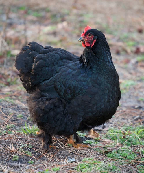 Θέτοντας μαύρο κοτόπουλο κότα — Φωτογραφία Αρχείου