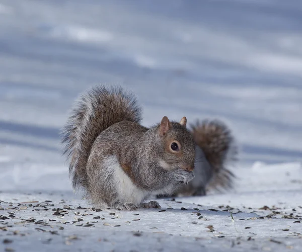 Winter voedsel voor een eekhoorn — Stockfoto