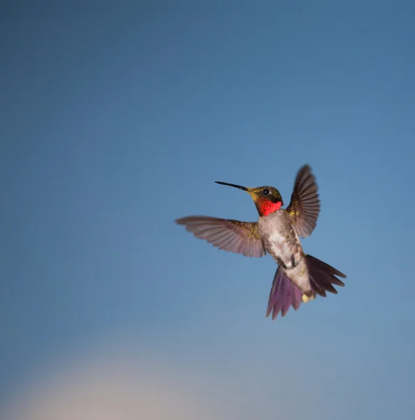 Red throated hummingbird — Stock Photo, Image