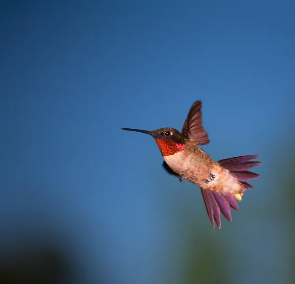 Kolibri macht eine schnelle Wendung — Stockfoto