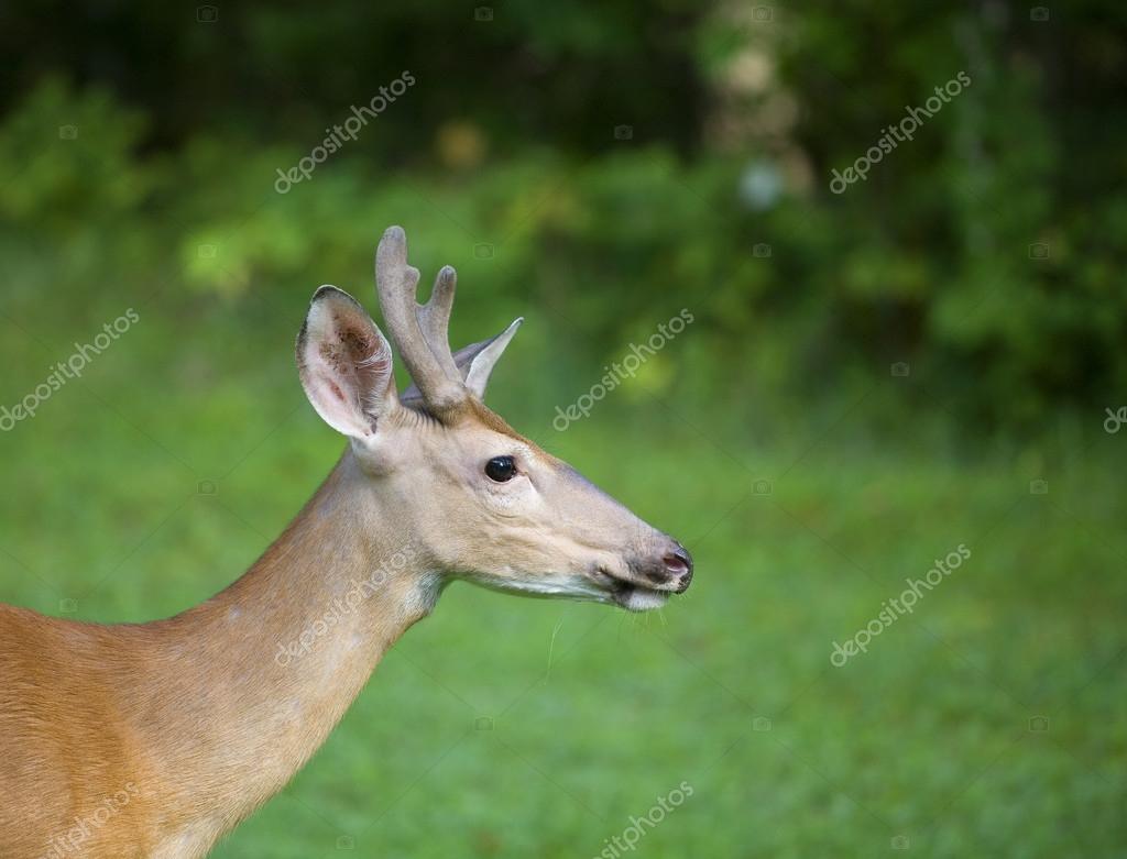 whitetail chatrooms Discover dressing up, chatting and having fun on imvu sign up free to chat in 3d. whitetail chatrooms Discover dressing up, chatting and having fun on imvu sign up free to chat in 3d.