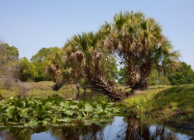 Streamside nöbetçi'yi Florida